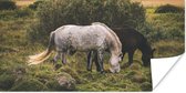 Poster Paarden - Gras - IJslander - 120x60 cm