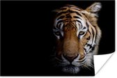 Affiche Animaux - Tigre - Tête - 120x80 cm
