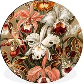 WallCircle - Wandcirkel - Muurcirkel - Orchidee - Ernst Haeckel - Aluminium - Dibond - ⌀ 60 cm - Binnen en Buiten
