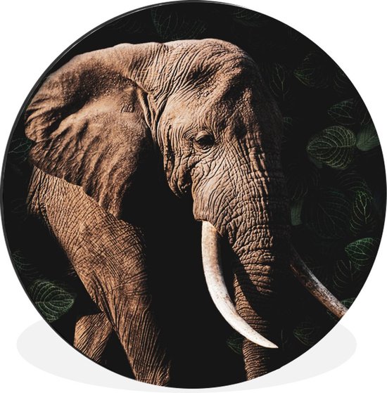 Cercle mural - Aluminium - Éléphant - Animaux - Dents - ⌀ 30 cm