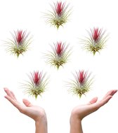Plantasy | Tillandsia luchtplant Ionantha rood | 6 stuks | ø 6 cm | Must-have air plant | Weinig verzorging | Vers uit eigen familie kwekerij