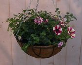 Diverse hangplantjes in kokos hanging basket roze