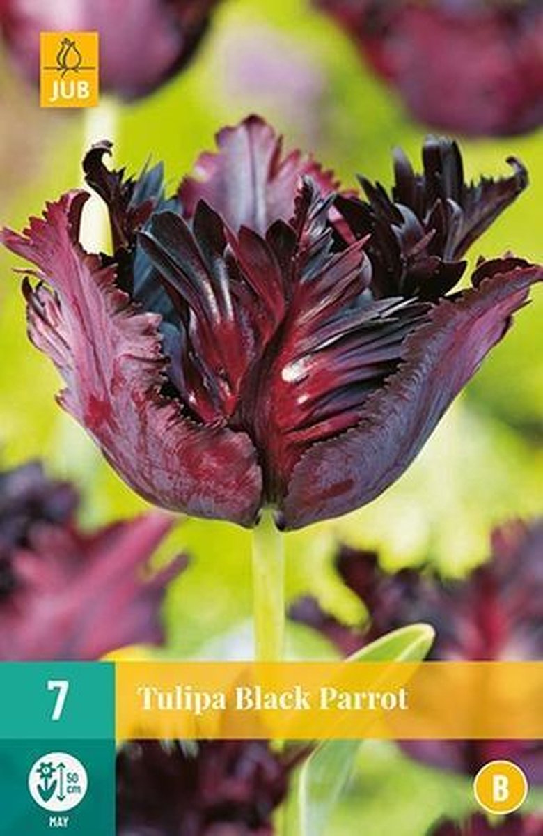 Jub Holland - Tulpen bloembollen - Tulipa Black Parrot - 7 bloembollen