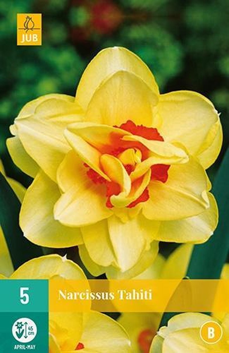 X 5 Narcissus Tahiti