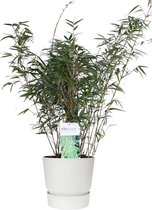 FloriaFor - ‘Fargesia Rufa’ (Bamboe) In ELHO Outdoor Sierpot Greenville (wit) - - ↨ 80cm - ⌀ 23cm