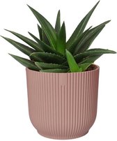 FloraExpert - Haworthia - 20 Cm - Ø 16