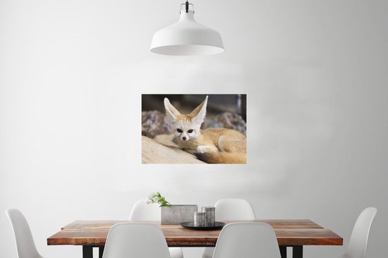 Le renard de Fennec s'allonge au sol et regarde droit dans l'appareil photo Poster 90x60 cm - Tirage photo sur Poster (décoration murale salon / chambre) / Poster Animaux sauvages