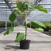 1x Paulownia fortunei 'Fast Blue'® 150/+ spil,  C7.5