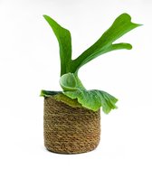 Platycerium Superbum Hertshoorn (Kamerplant, Urban Jungle, Bijzondere plant, Chic, Interieur)