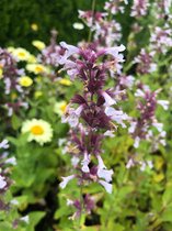 6 x Nepeta grandiflora 'Dawn to Dusk' - Kattekruid - P9 Pot (9 x 9cm) - Dima Vaste Planten