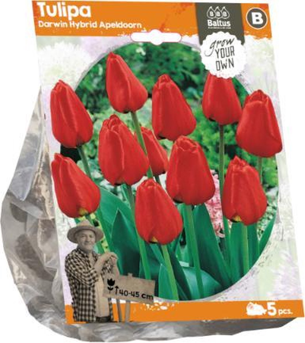 Tulipa Darwin Hybride Apeldoorn (Sp) per 5