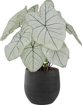 XL Caladium Candidum SR pot Esra Grafiet ↕65cm - Kamerplant