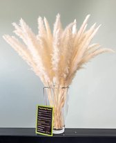 Pampasgras | 30 Stuks | Woonkamer Decoratie | Droogbloemen | Wit | Pluizig | 60Cm | Riet | Droogbloemen