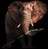 Olifant op aluminium - Wandeko | Staand 50x70cm | Wanddecoratie | Dibond | Elephant