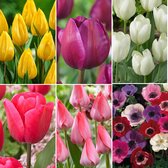 80x Anemoon en Tulp - Mix 'Vrolijke Tuin' - 80 bollen
