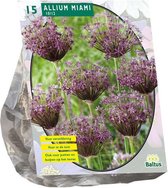 Plantenwinkel Allium Miami bloembollen per 15 stuks