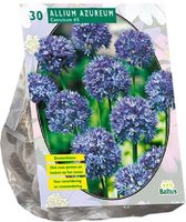 Plantenwinkel Allium Caeruleum Azureum bloembollen per 30 stuks