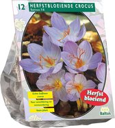Plantenwinkel Crocus Sativus bloembollen per 12 stuks