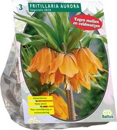 Plantenwinkel Fritillaria Imperialis Aurora bloembollen per 3 stuks