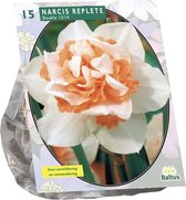 Plantenwinkel Narcissus Replete bloembollen per 15 stuks