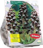 Plantenwinkel Fritillaria Persica bloembollen per 3 stuks