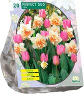 Plantenwinkel Perfect Duo Narcissus and Tulipa bloembollen per 20 stuks
