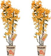Orchideeën van Botanicly – 2 × Bamboe Orchidee – Hoogte: 50 cm, 2 takken – Dendrobium nobile Firebird