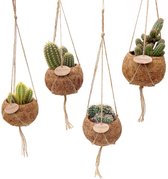 Cactussen van Botanicly – 4 × Cactus mix in kokosvezel hangpot als set – Hoogte: 20 cm