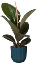 Kamerplant van Botanicly – Rubberboom in blauw ELHO plastic pot als set – Hoogte: 35 cm – Ficus Elastica Robusta