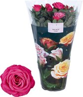 Bloem van Botanicly – Rosa Palace – Hoogte: 45 cm