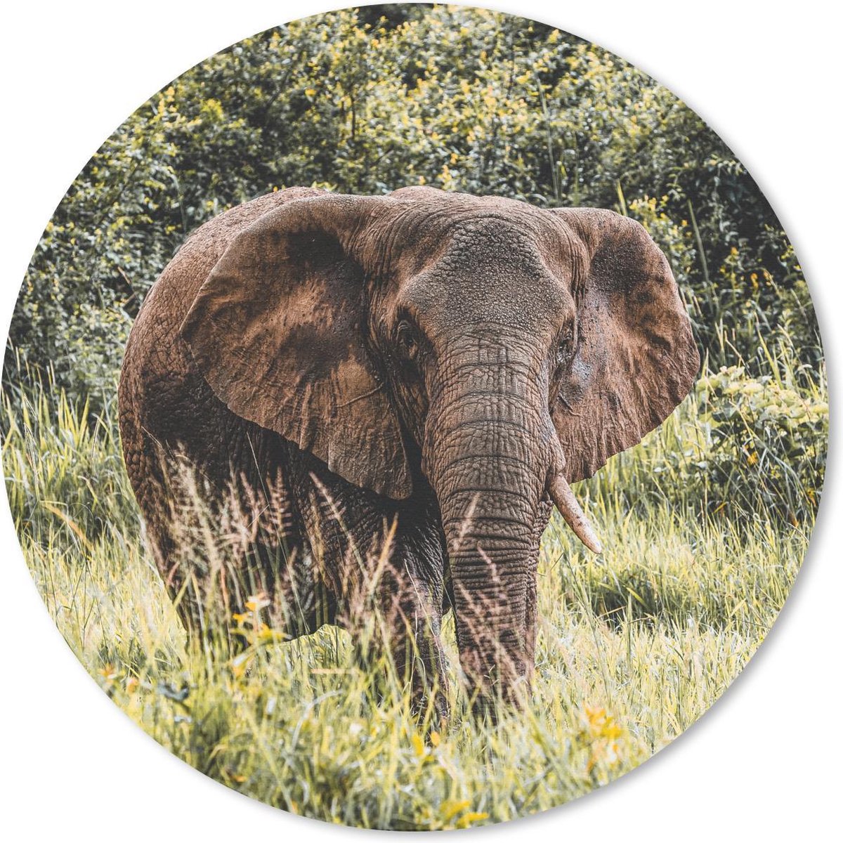 Muismat rond 20x20 cm - Mousepad Olifant - Gras - Natuur - Ronde muismatten