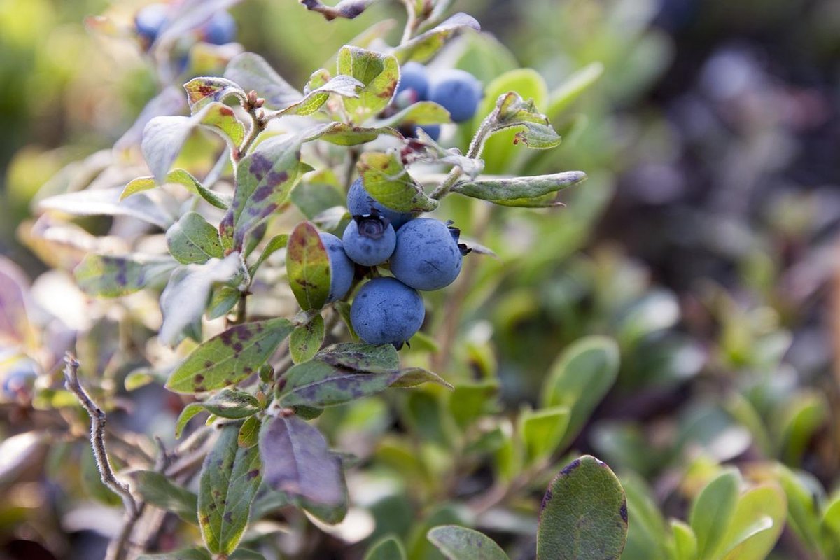 Blauwe bes / bosbes - Vaccinium corymbosum 'Brigitta Blue' in 2 liter pot