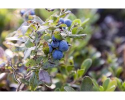 Blauwe bes / bosbes - Vaccinium corymbosum 'Brigitta Blue' in 2 liter pot