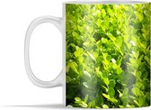 Mok - Close up van de Buxus - 350 ml - Beker