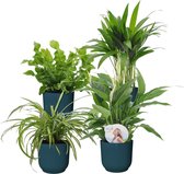 4x Luchtzuiverende planten - Mix 'Zuiverend Groen' Incl. sierpotten - ↑ 25-30 cm - Pot-Ø12