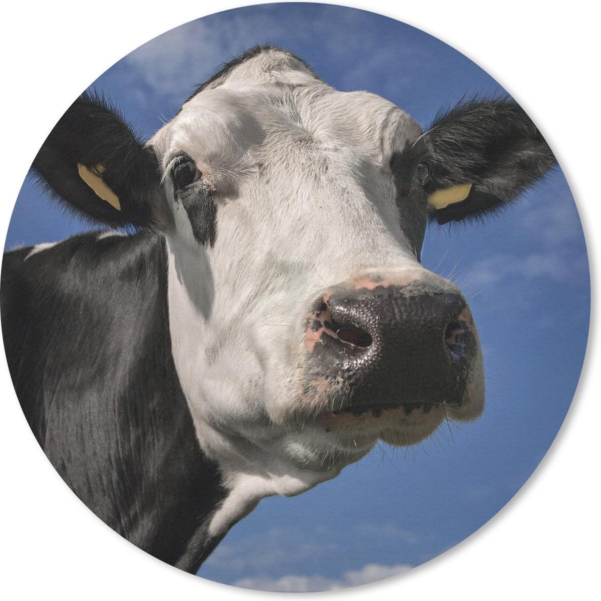 Muismat rond 40x40 cm - Mousepad Koe - Wit - Neus - Dieren - Ronde muismatten