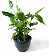Strelitzia Paradijsvogelbloem arrangement ⌀ 26 cm - ↕ 65 cm [Trendy - Chic - Kamerplanten - Urban Jungle - Groen in huis halen]