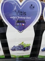 Vitis Vinifera – Druivenplant - Rode druiven wijn & eet ‘Boskoop Glory’ - in 2 liter pot