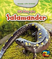 Animal Life Stories - Life Story of a Salamander