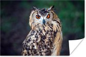 Poster Eagle Owl 90x60 cm - Tirage photo sur Poster (décoration murale)