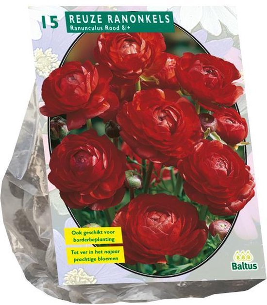 Baltus Ranunculus Rood Ranonkel bloembollen per 15 stuks | bol