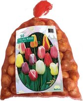 Plantenwinkel Tulipa Darwin Mix tulpen bloembollen per 50 stuks