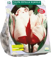 Plantenwinkel Tulipa Estella Rijnveld Parkiet tulpen bloembollen per 12 stuks