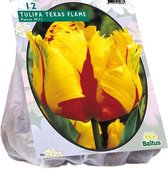 Plantenwinkel Tulipa Texas Flame Parkiet tulpen bloembollen per 12 stuks