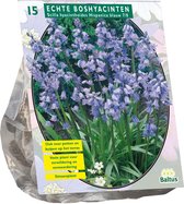 Plantenwinkel Scilla Hispanica Blauw sterhyacint bloembollen per 15 stuks