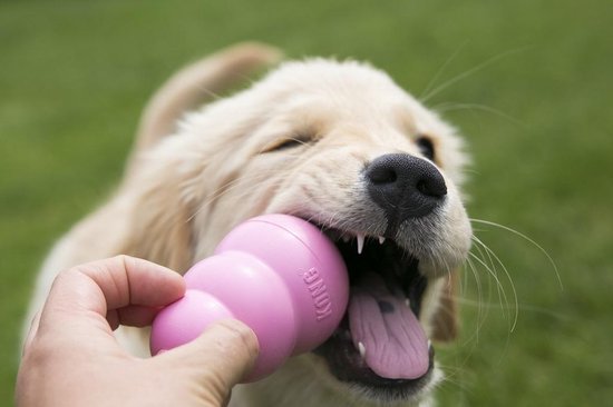 KONG Puppy Speelgoed - Rubber - 8.64 cm - Willekeurige Kleur - M