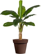 Kunstplant Bananenplant in Easy bruin H140cm - HTT Decorations