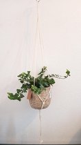 Macramé Plantenhanger 1m met Bloempot H 16cm Jute Katoen