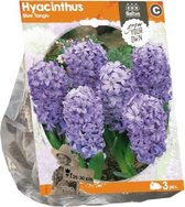 Plantenwinkel Hyacinthus Blue Tango bloembollen per 3 stuks