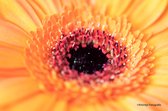 Kleintje fotografie oranje gerbera zomaar, sterkte wenskaart